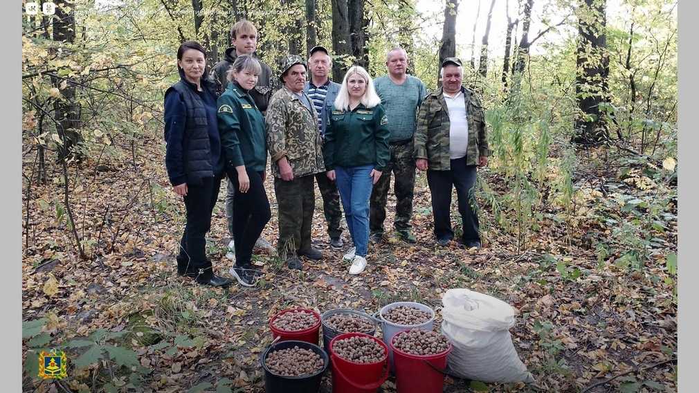 Что делать с желудями осенью