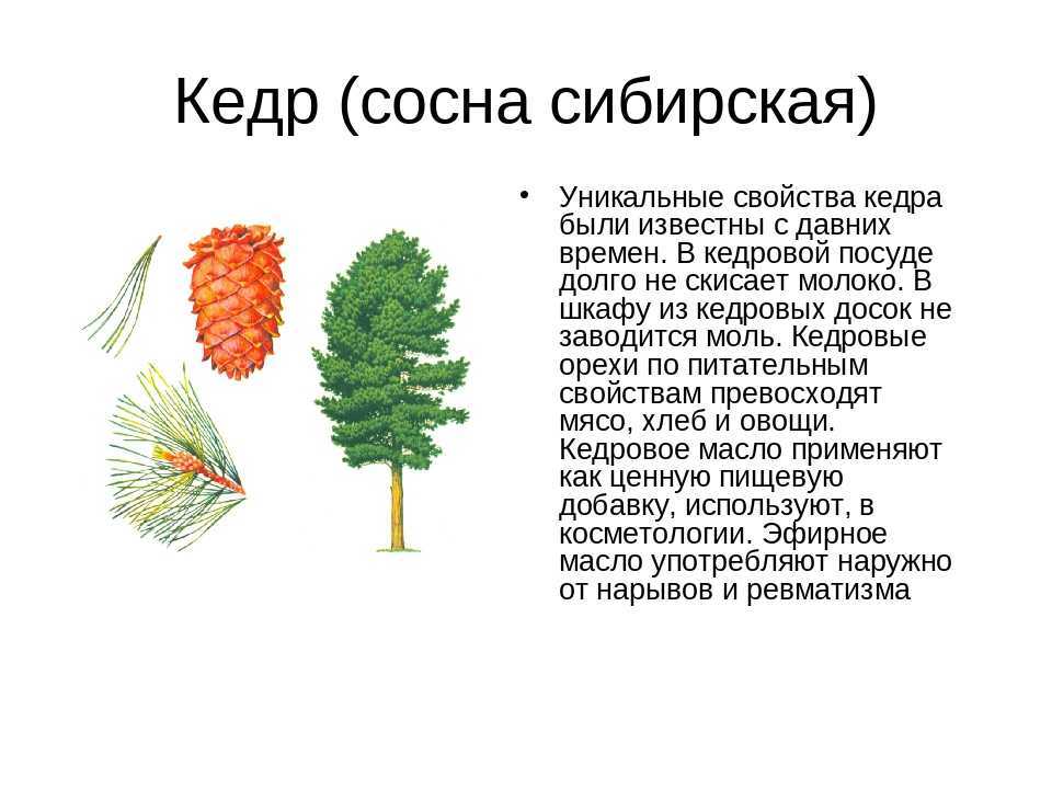 Все о кедре сибирском: описание, выращивание, применение