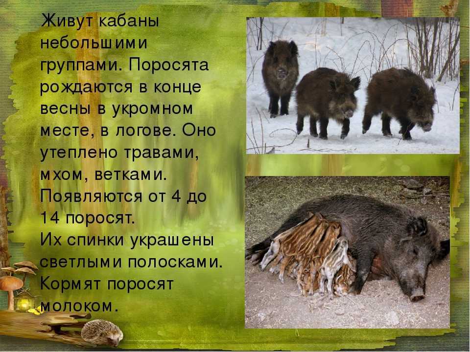 Как выглядит кабан: описание, повадки, среда обитания, образ жизни, фото - truehunter.ru