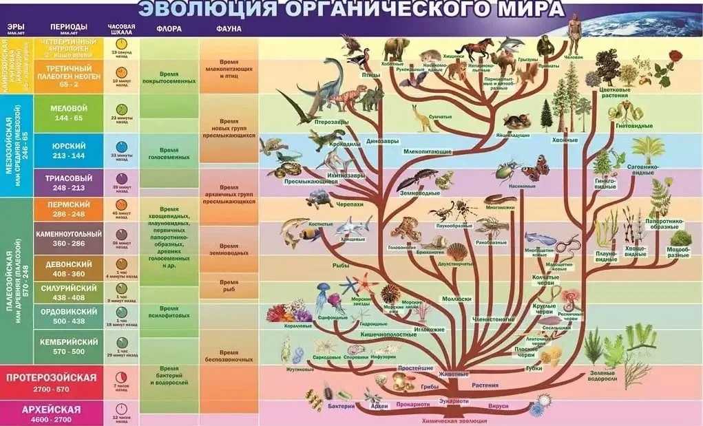 Экология: история и этапы развития, законы и задачи экологии