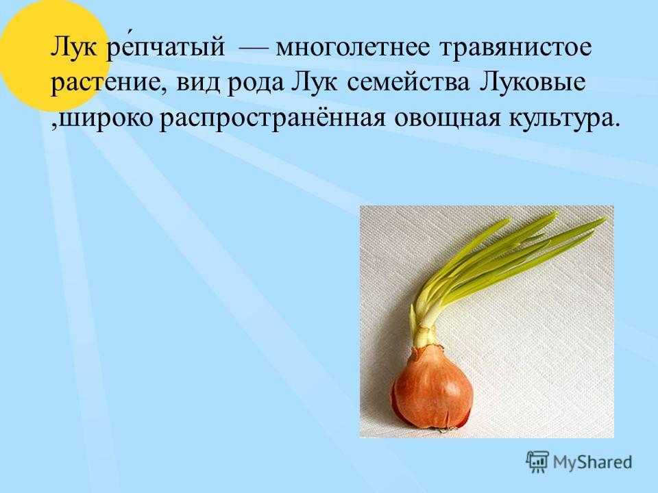 История репчатого лука: его родина и путь по миру