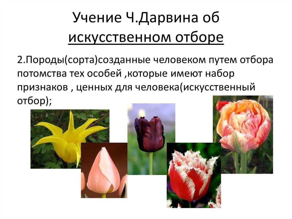 Биология за 11 класс: искусственный отбор культурных растений, методический и бессознательный методы