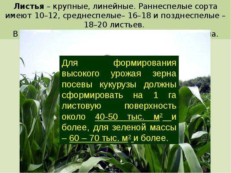 Как и когда собирать урожай кукурузы, стадии зрелости кукурузы