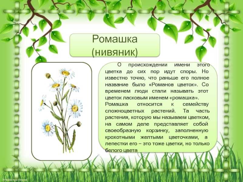 Луговые растения, биология - реферат