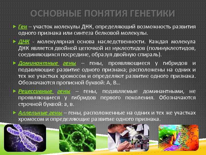 Презентация на тему "основы генетики развития"