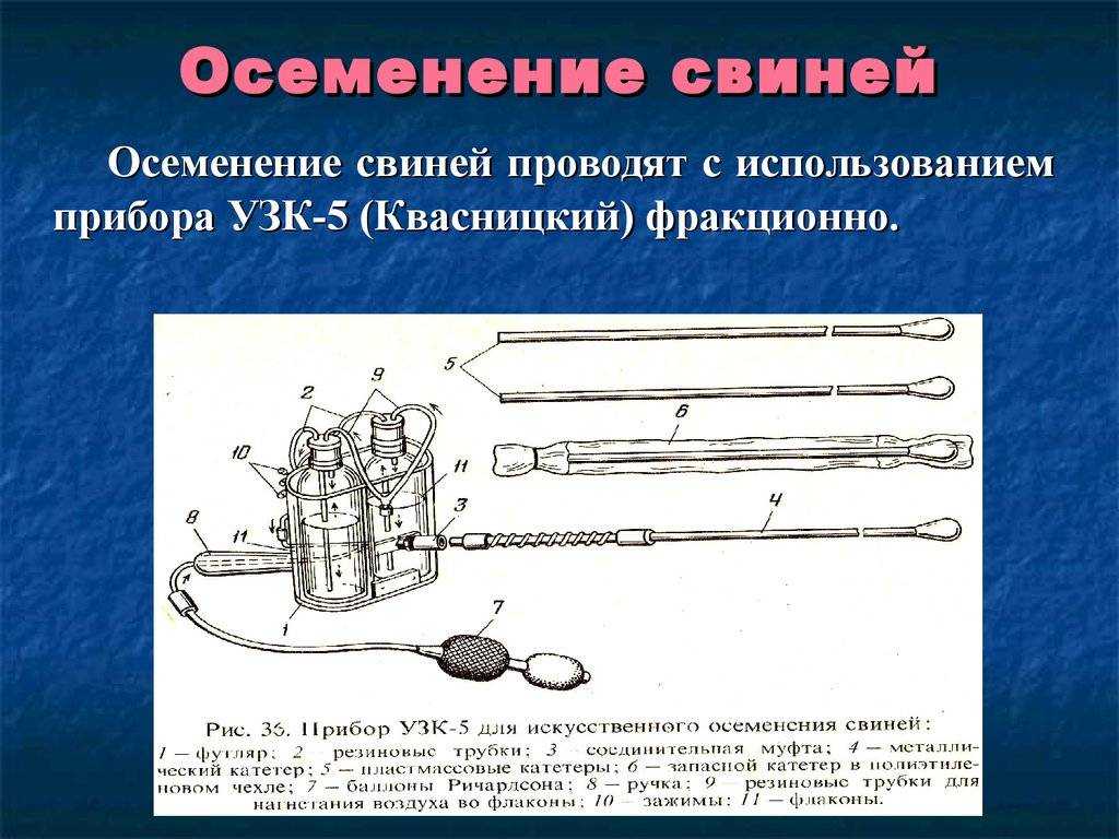 Способы осеменения свиней. Прибор УЗК-5 для искусственного осеменения свиней. Инструменты для искусственного осеменения свиней УЗК-5. Прибора УЗК-5 осеменение. Метод искусственного осеменения свиней.