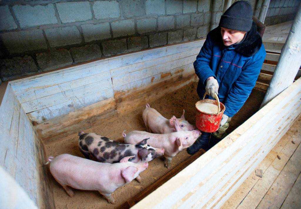 Откорм поросят на мясо в домашних условиях: что давать, чтобы быстро росли