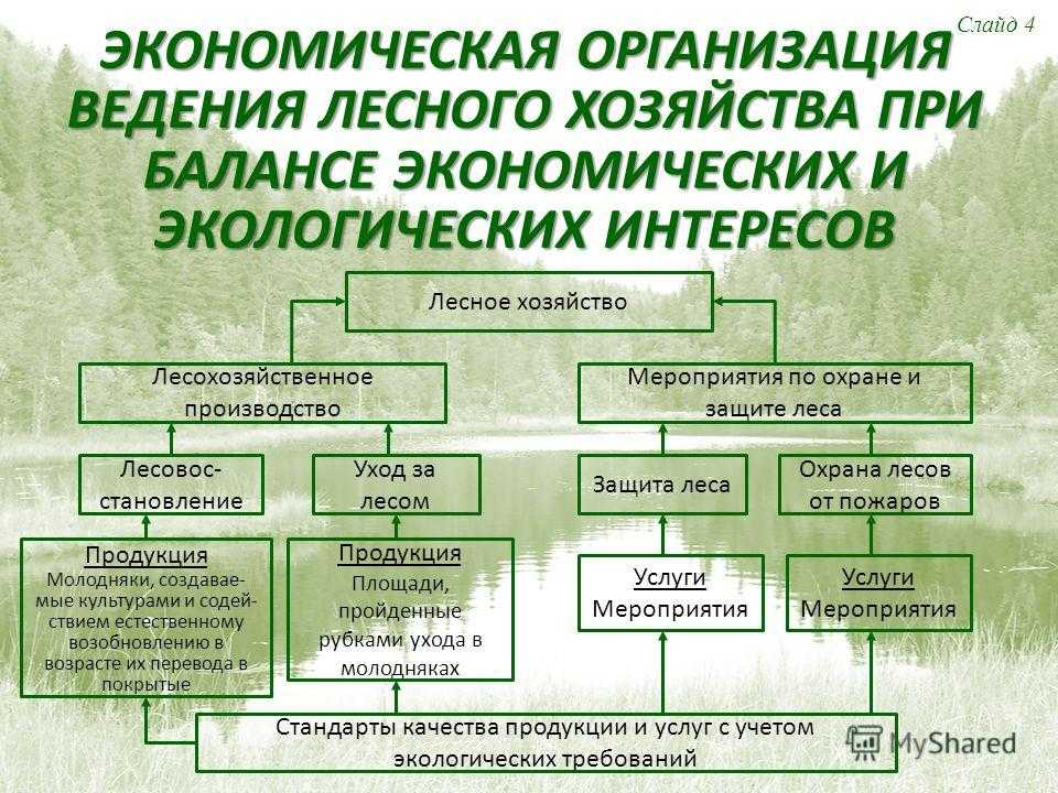 Основы леспаркоустройства презентация, доклад, проект