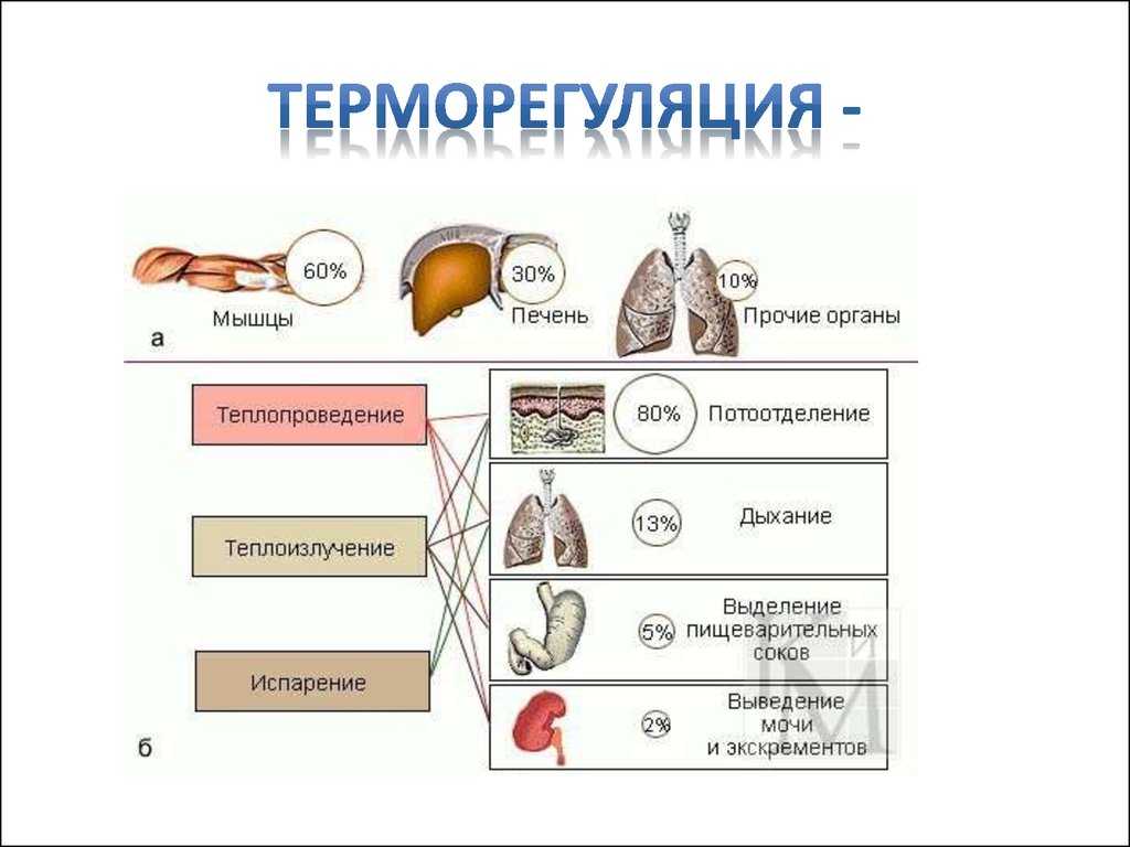 Теплоизлучение и теплопроведение. роль конвекции в теплообмене