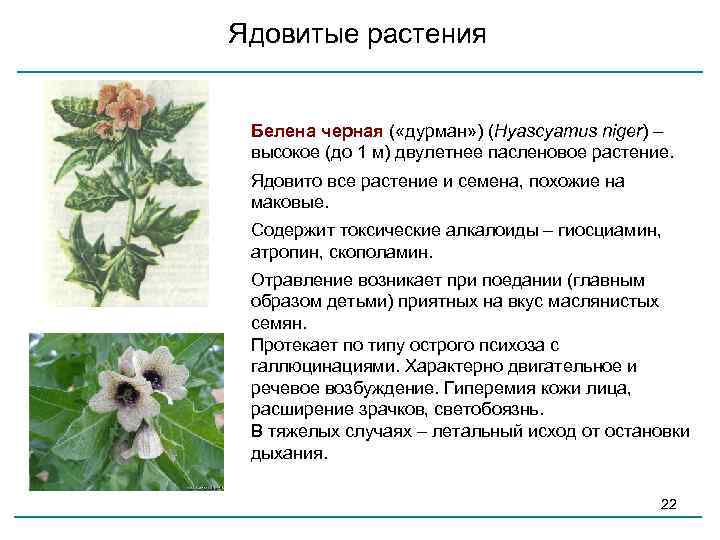 Лютик: едкий, ползучий, ядовитый и другие, посадка и уход