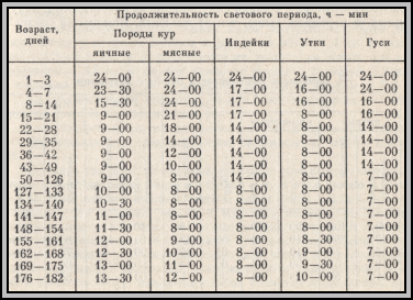 Когда на обеденном столе появится яйцо? возраст начала яйцекладки у кур разных категорий и условия, влияющие на время появления первого яйца