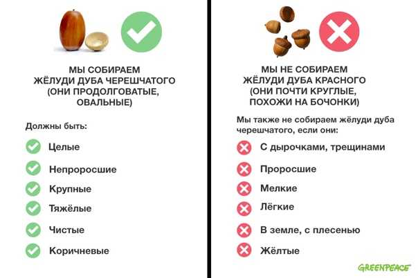 Дуб, посадка и уход. технология выращивания дуба