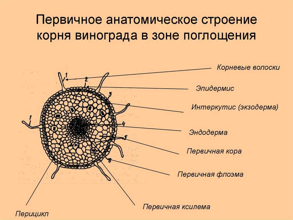Корни растений