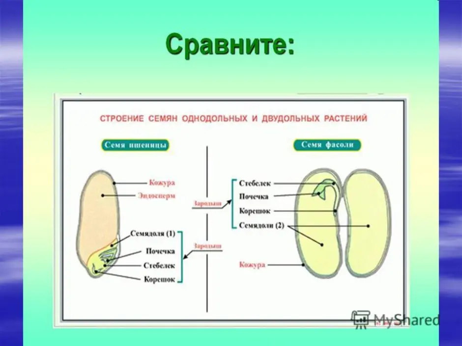 Запасное вещество бактерий - тайны, загадки, факты