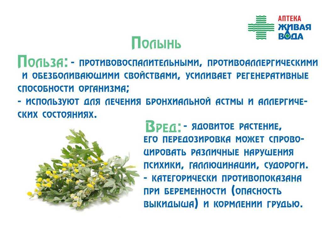 Вахта трехлистная
