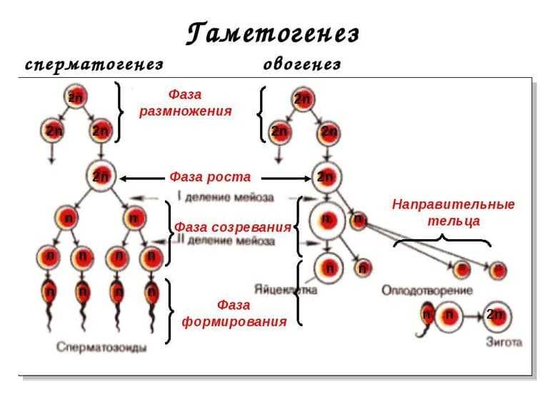 Биология