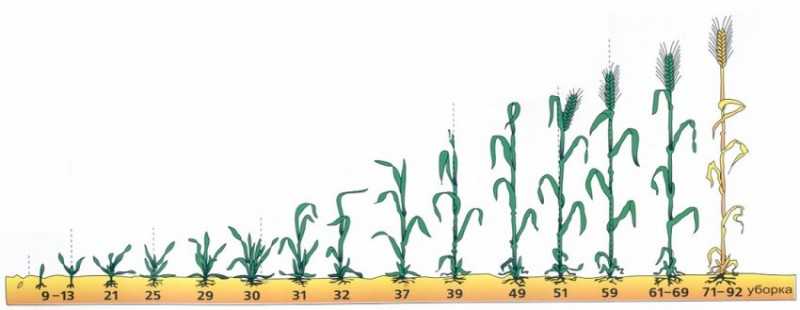 Вопросы 1, 29. фазы роста и развития зерновых культур и их характеристика