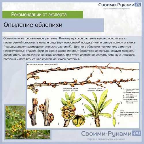 В каких отличиях между ветроопыляемыми и насекомоопыляемыми растениями?