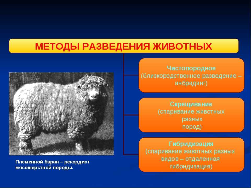 Чистопородное разведение собак кратко