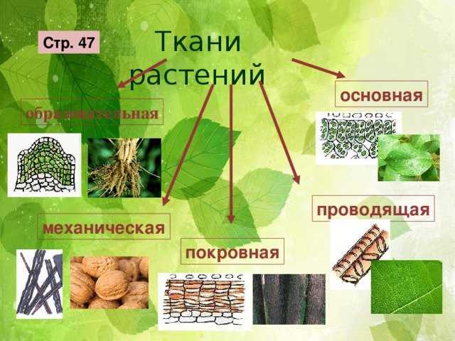 § 0—2. характеристика строения и функций тканей растений