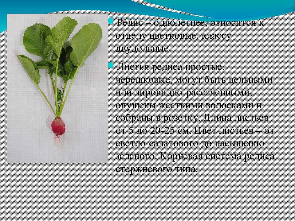 Крестоцветные овощи: список и фото. семейство крестоцветные