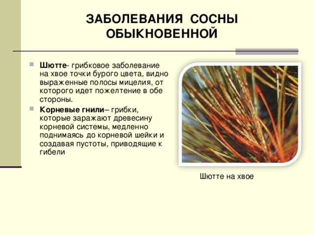 Болезни всходов и сеянцев. мероприятия по защите сеянцев и саженцев древесных пород от болезней - курсовая работа