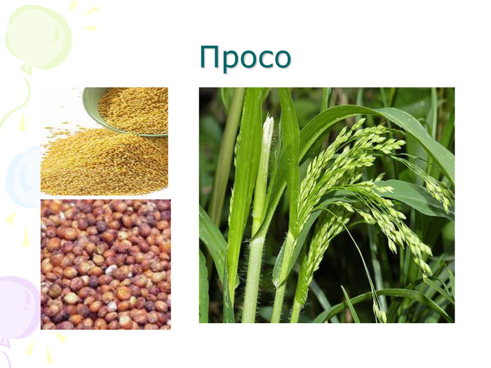 Просо