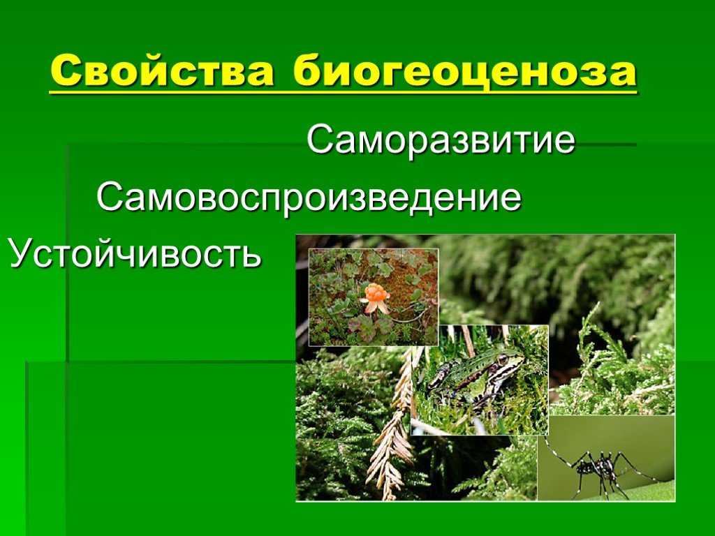 Презентация к уроку экологии, 9 класс "луговые экосистемы"
