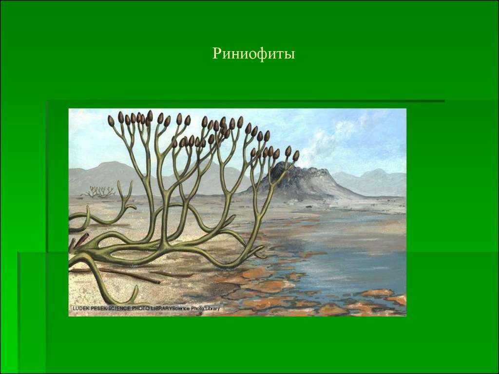 Риниофиты первые растения освоившие наземно воздушную. Риниофиты Девонский период. Риниофиты Девон. Псилофиты и риниофиты. Риниофиты Силур.