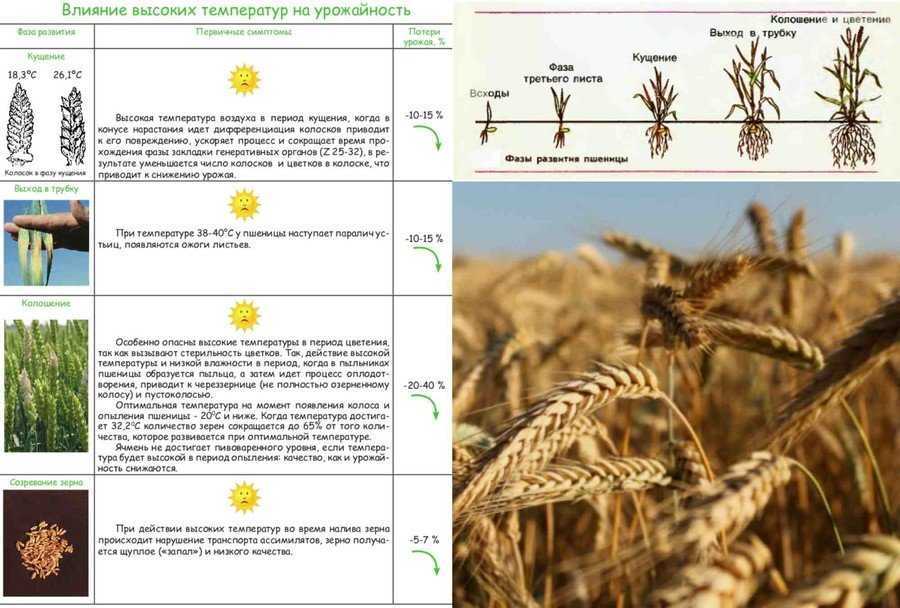 Яровая пшеница - биологические особенности и ботаническая характеристика
