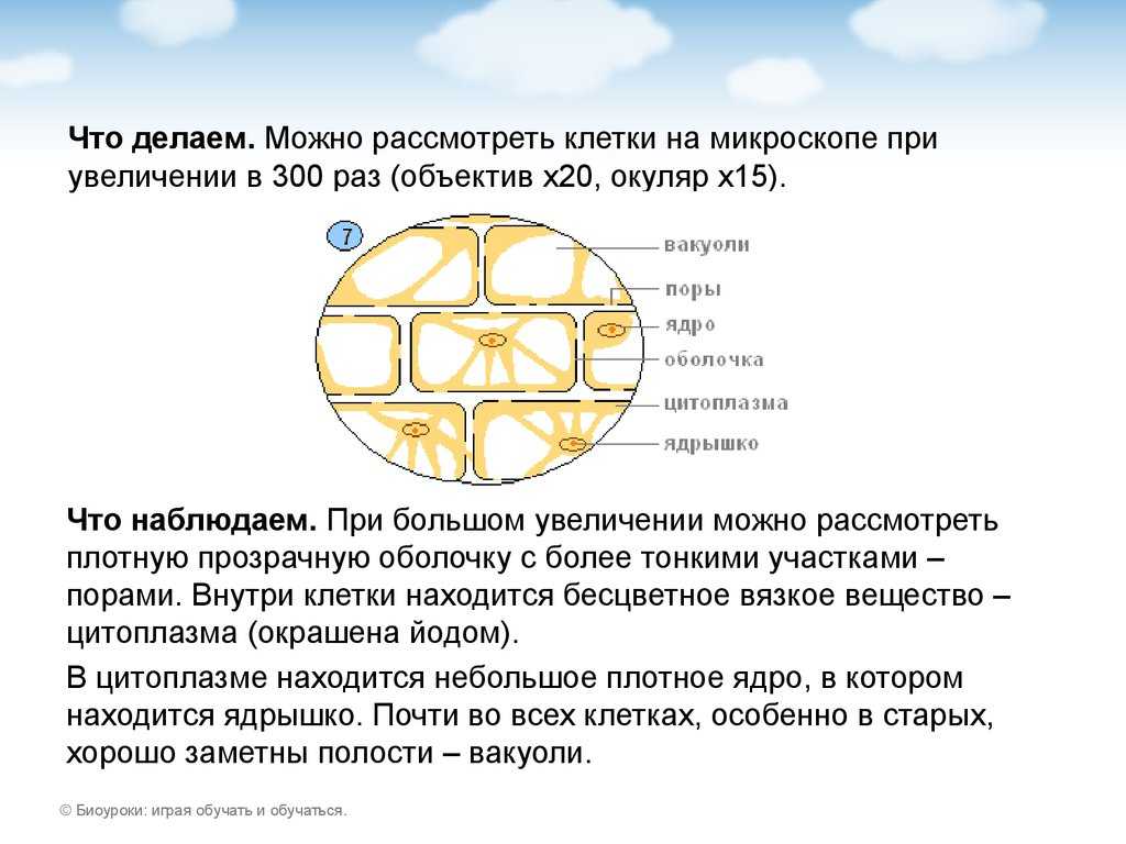 Видоизменение корней и побегов на егэ maximum блог