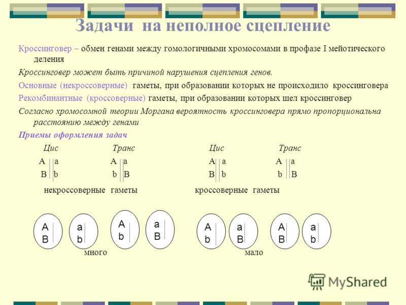 Значение процесса кроссинговера хромосом - сайт по биологии