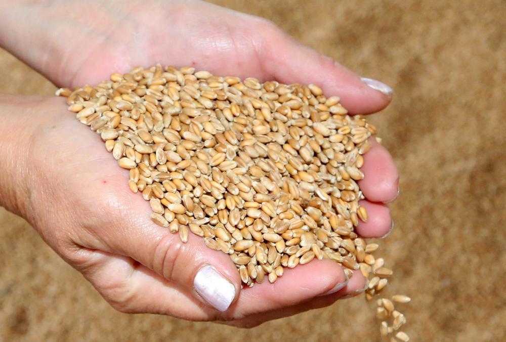 Сколько весит одно зерно пшеницы?