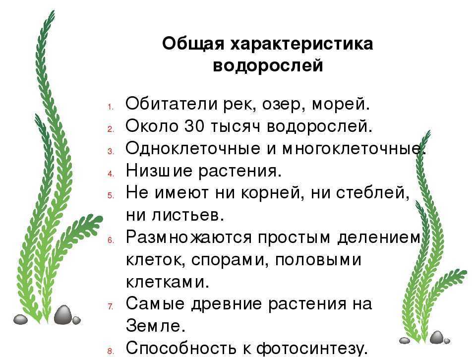Водоросли термофильные