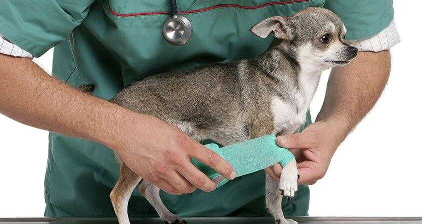 Тема: исследование раненых животных.
диагностика и лечение ран презентация, доклад, проект