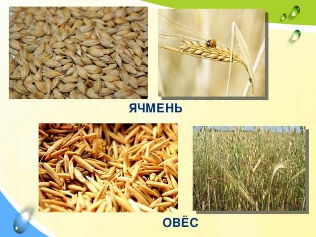 Определение показателей качества зерна