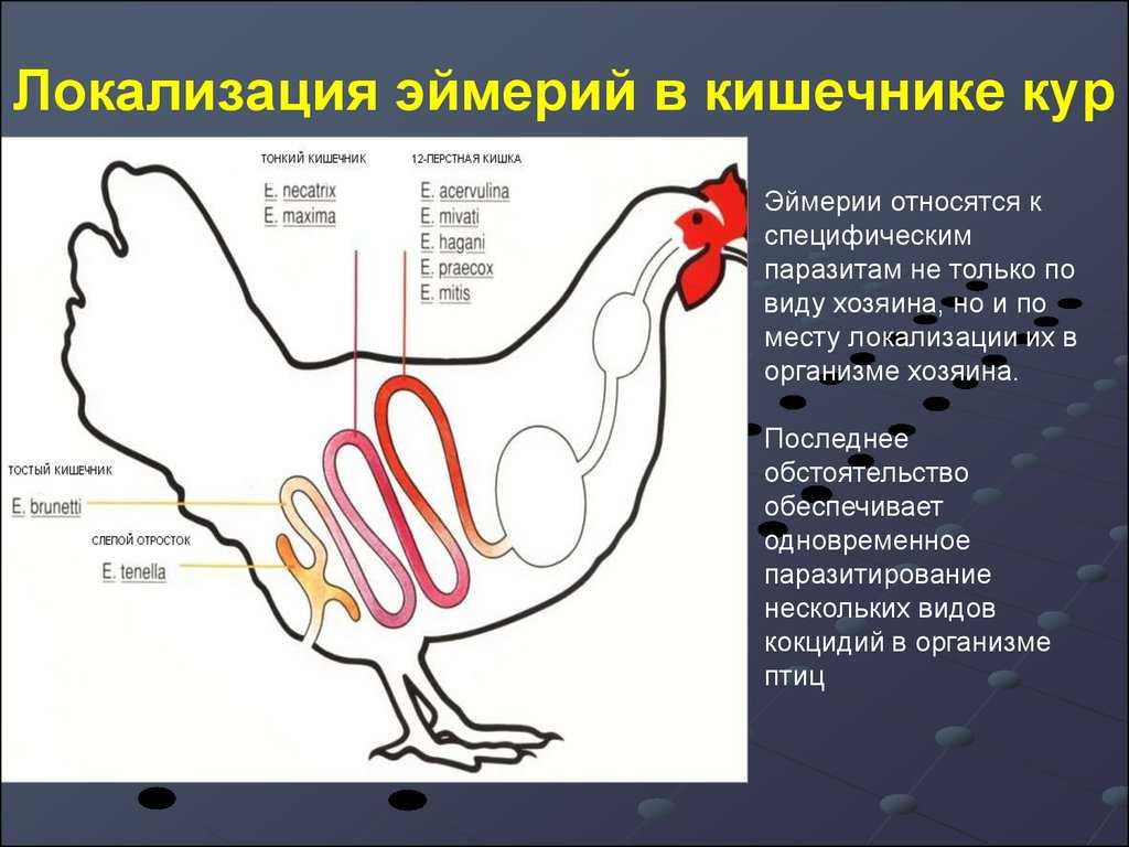 Кокцидиоз кур (эймериоз)