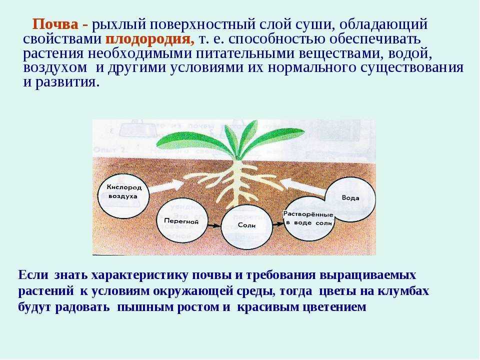 Ботаническая география. экология растений : farmf | литература для фармацевтов