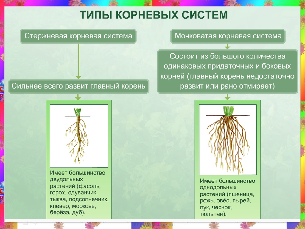 3 причины, по которым корень ветвится