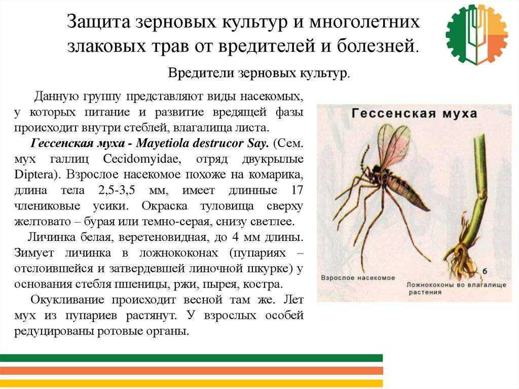 Совка зерновая обыкновенная
