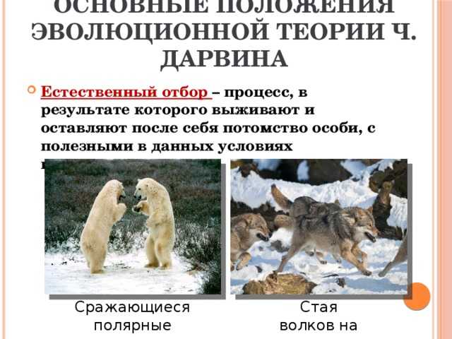 Сравнение искусственного и естественного отбора: каковы скорости эволюции по учению дарвина