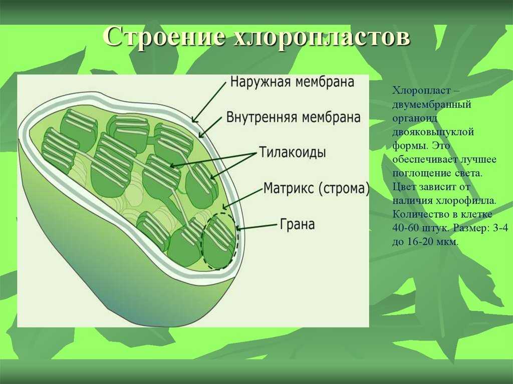 Пластид - образование - 2023