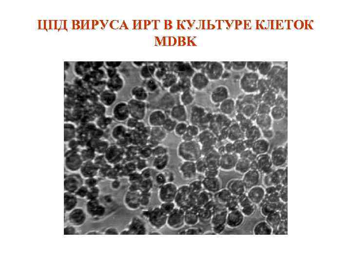 Инфекционный ринотрахеит (инфекционный вульвовагинит) крс