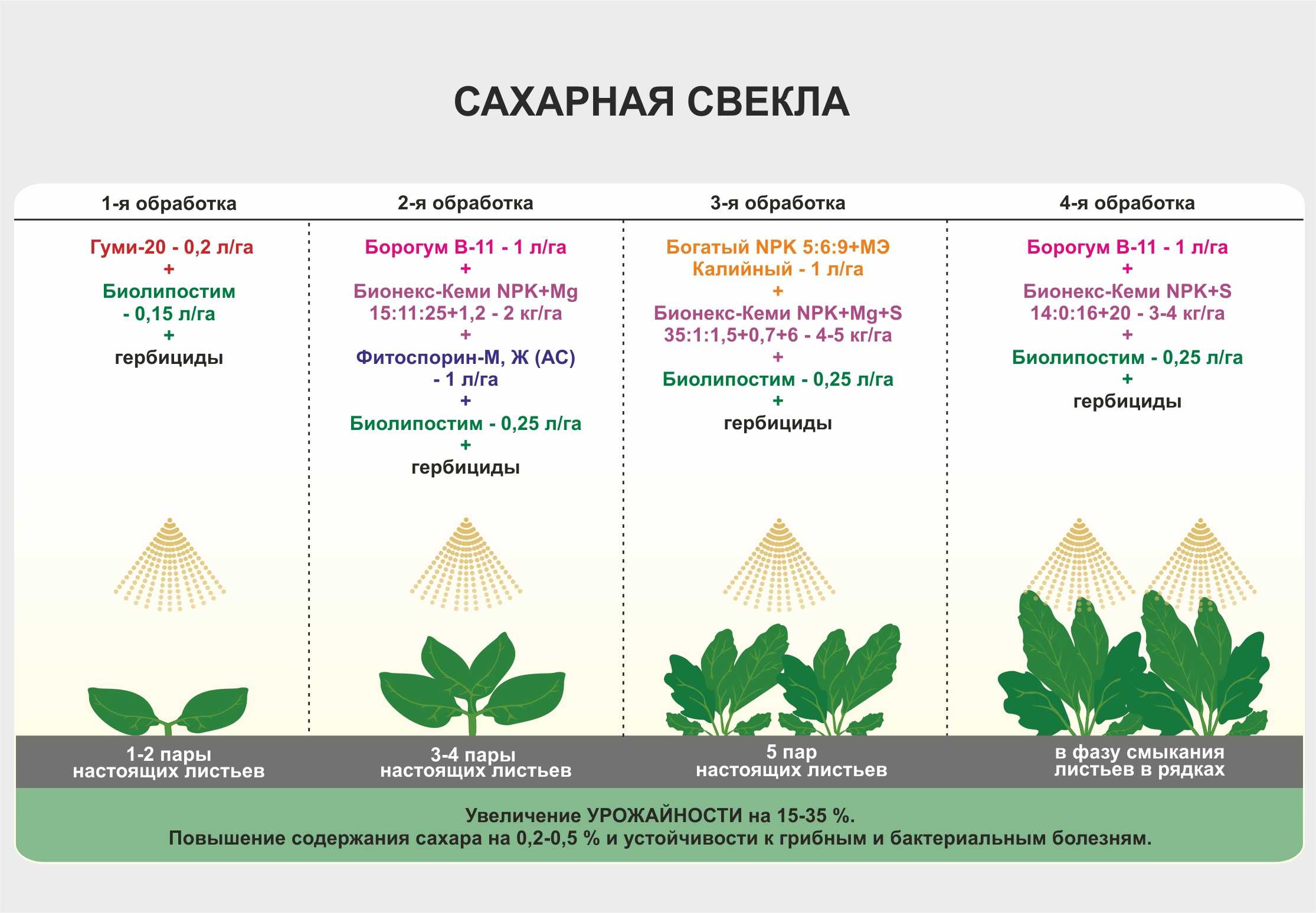 Выращивание сахарной свеклы - технология и правила | cельхозпортал