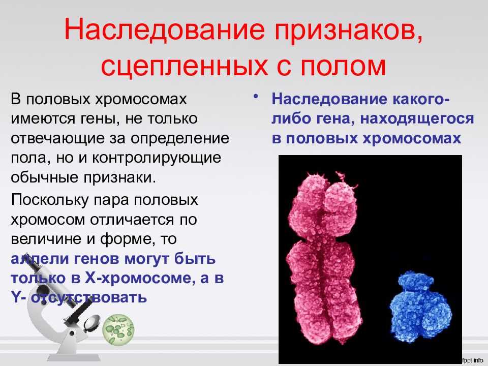 Балансовая теория определения пола