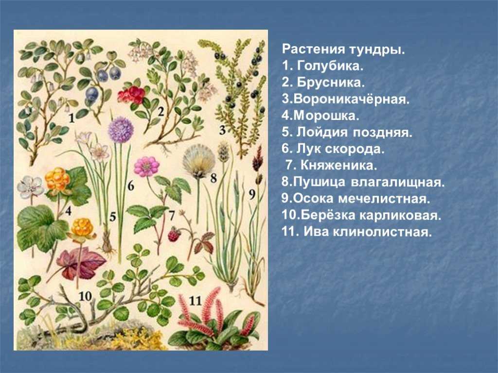 15 уникальных видов растений тундры | знание – свет