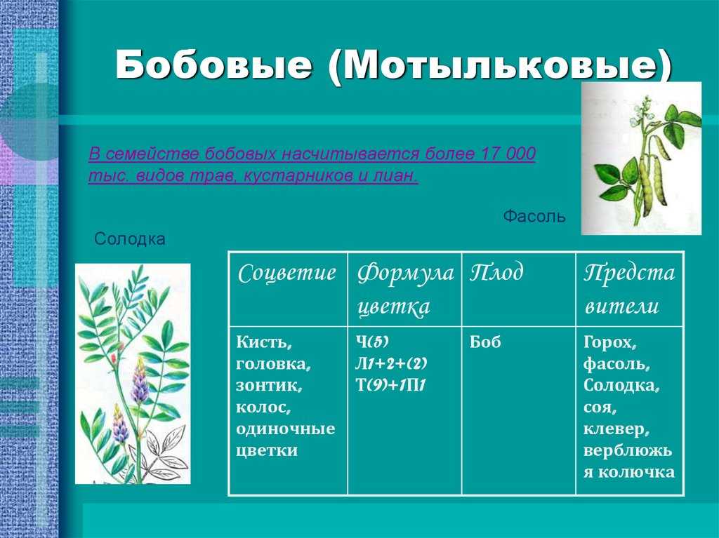 Развитие, строение, типы семян - формирование, строение, типы семян и плодов - морфология растений - т. а. сауткина - 2012