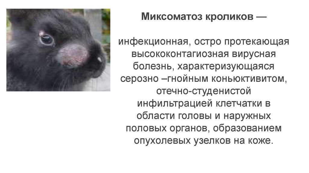 Меры лечения и профилактики миксоматоза у кроликов | энциклопедия домашних животных