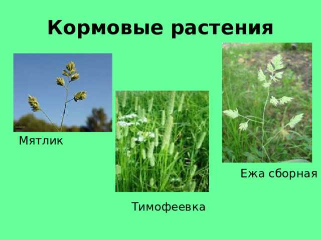 Кормовые культуры: список и примеры растений