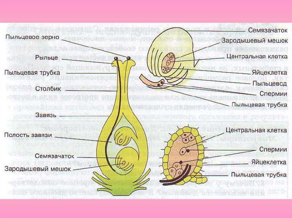 Структура пыльцевого зерна: основные типы клеток